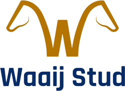 Waaij Stud